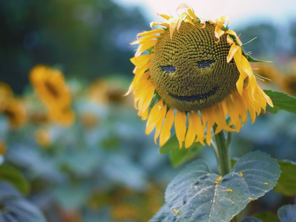 Sun Flower Face for 1024 x 768 resolution