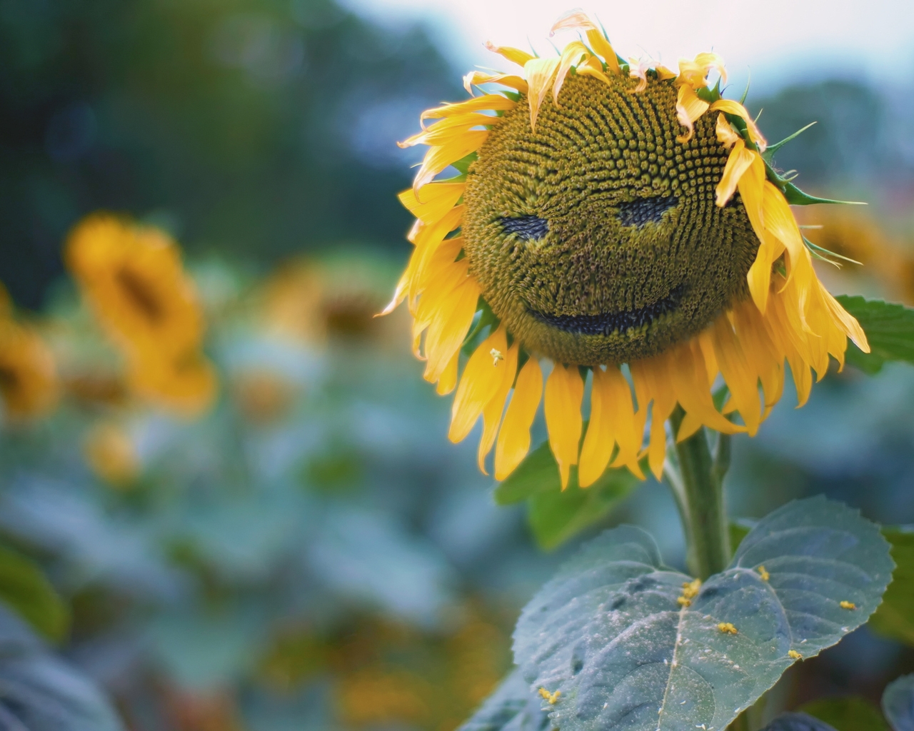 Sun Flower Face for 1280 x 1024 resolution