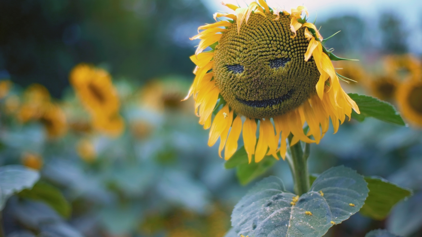 Sun Flower Face for 1366 x 768 HDTV resolution