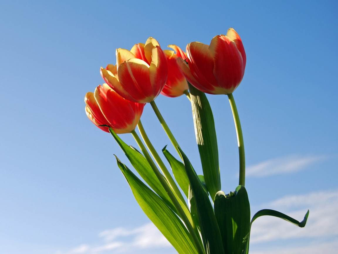 Sun Tulips for 1152 x 864 resolution