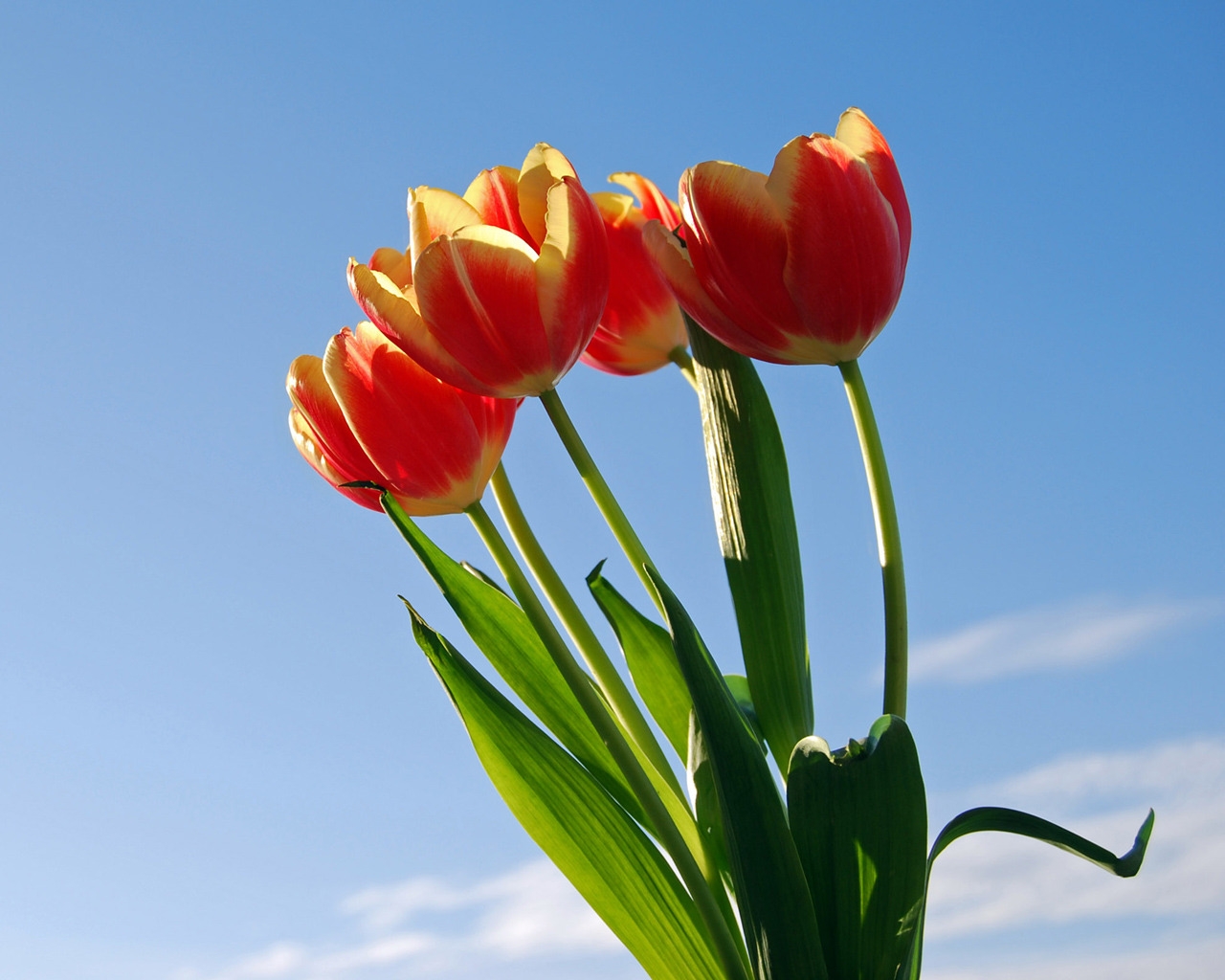 Sun Tulips for 1280 x 1024 resolution
