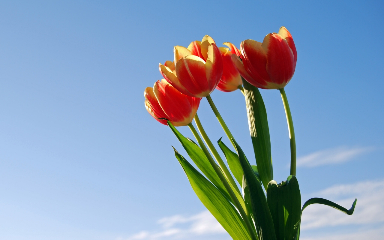 Sun Tulips for 1280 x 800 widescreen resolution