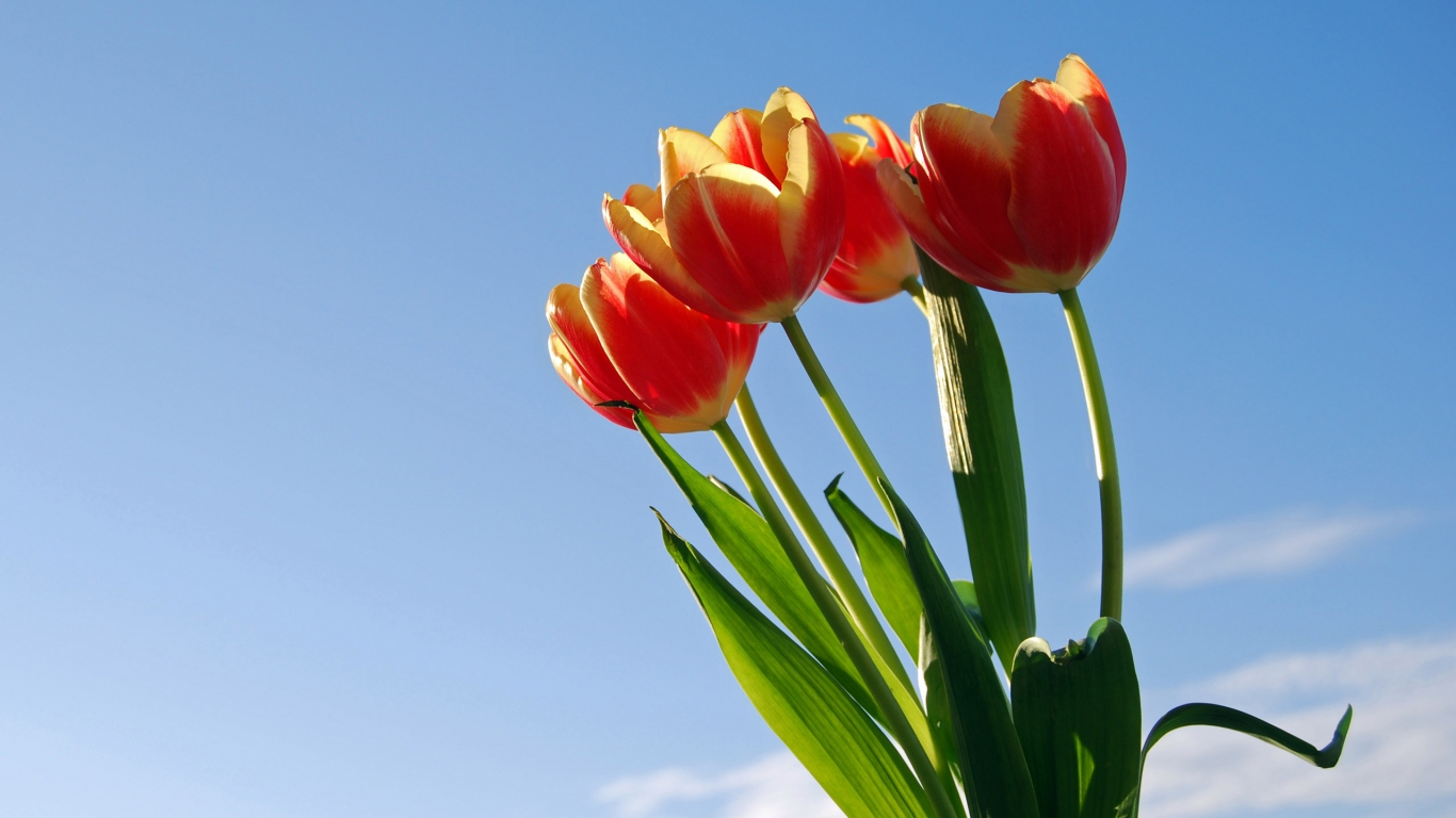 Sun Tulips for 1366 x 768 HDTV resolution
