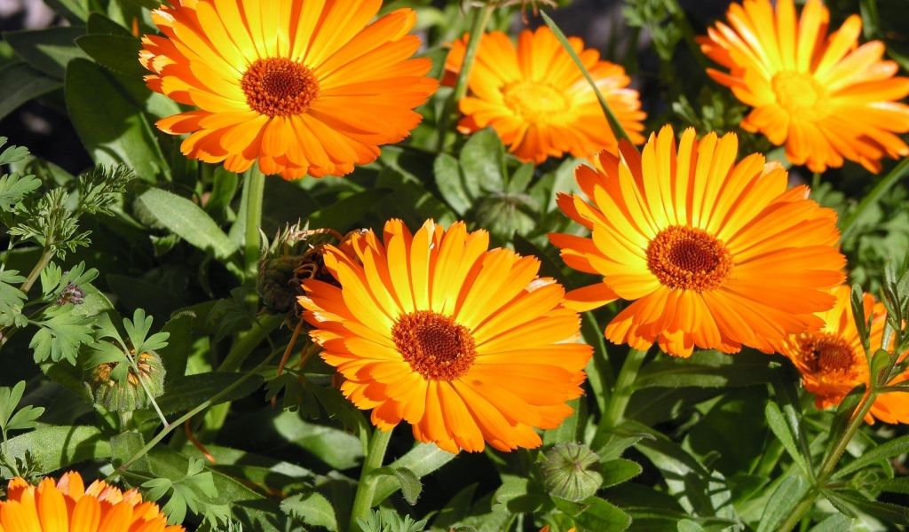 Sunbathing Flower for 1024 x 600 widescreen resolution