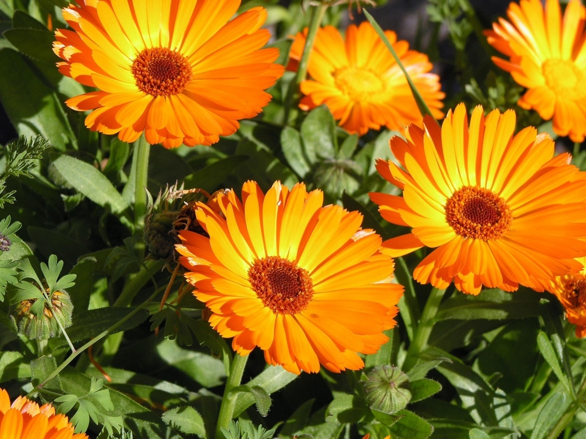 Sunbathing Flower for 1152 x 864 resolution