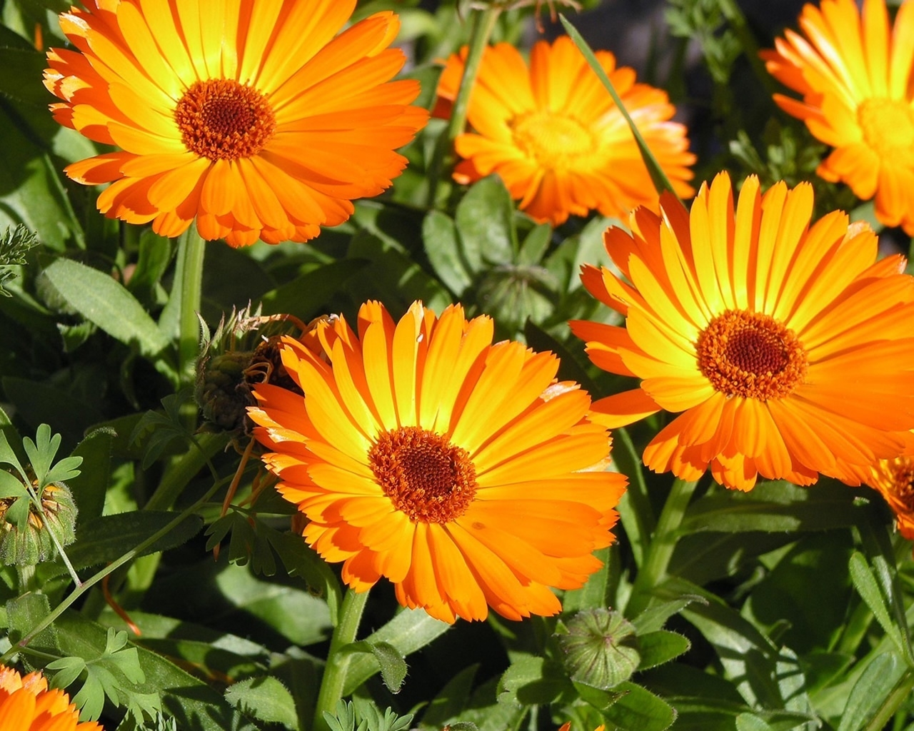 Sunbathing Flower for 1280 x 1024 resolution