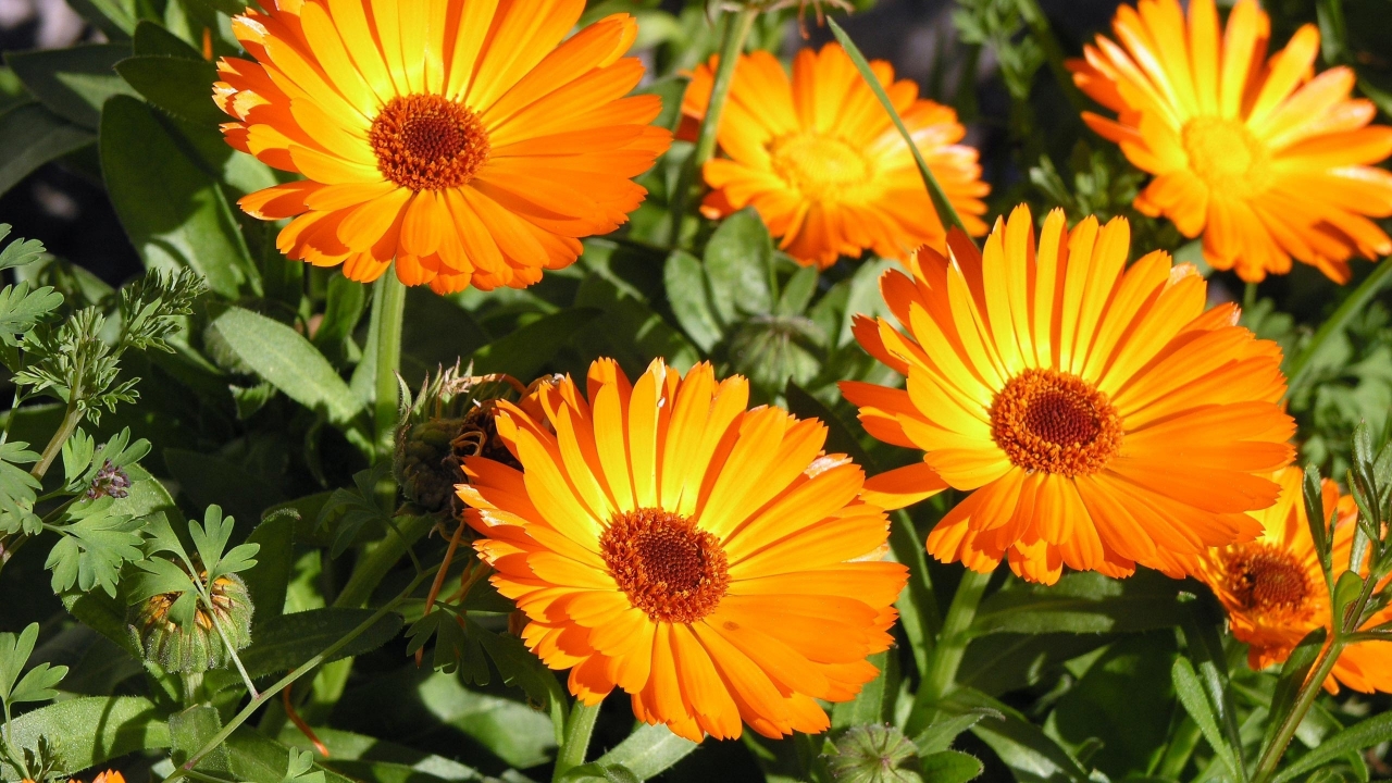 Sunbathing Flower for 1280 x 720 HDTV 720p resolution