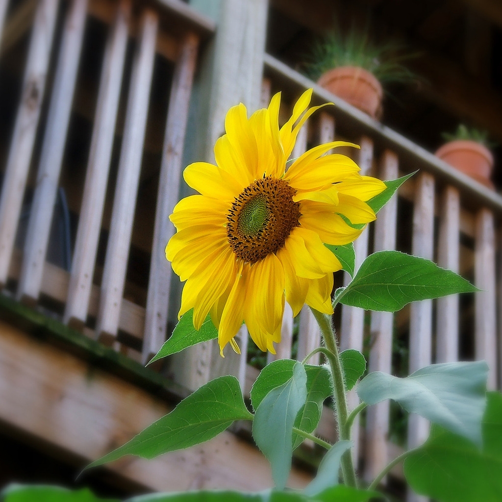 Sunflower for 1024 x 1024 iPad resolution