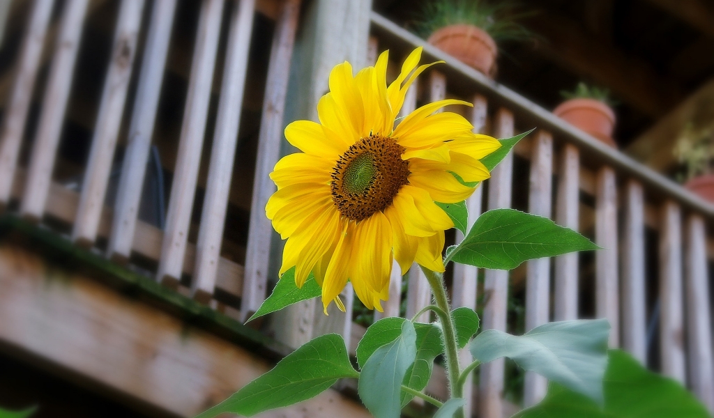 Sunflower for 1024 x 600 widescreen resolution