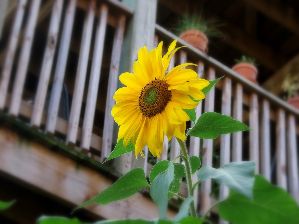 Sunflower for 1024 x 768 resolution