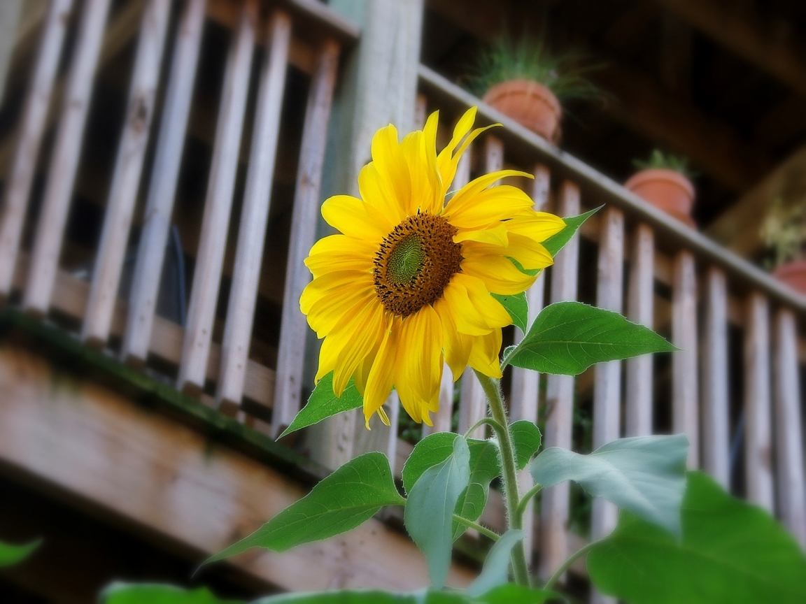 Sunflower for 1152 x 864 resolution
