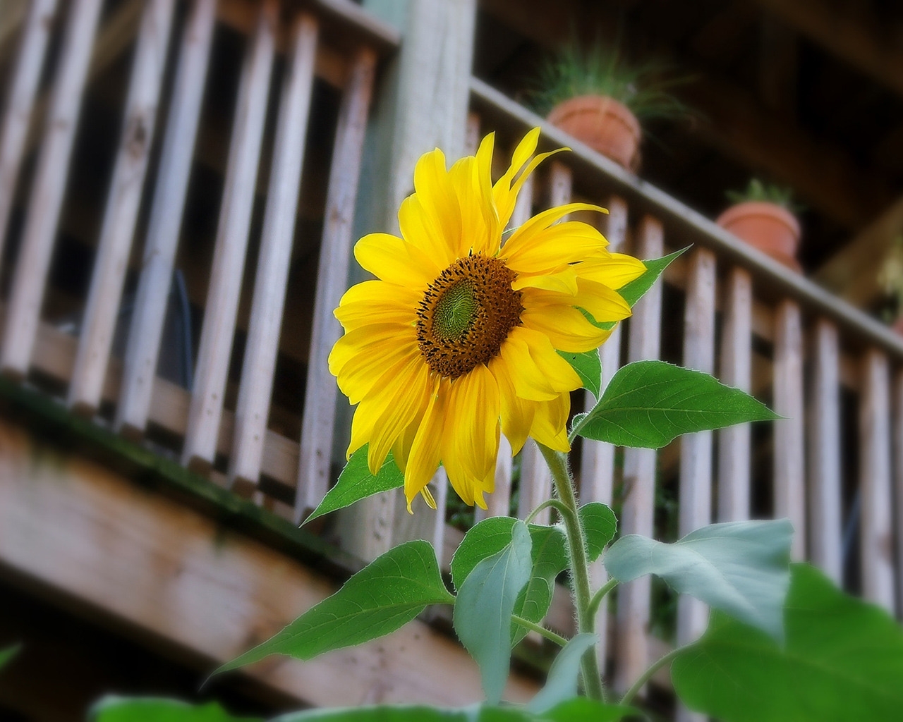 Sunflower for 1280 x 1024 resolution