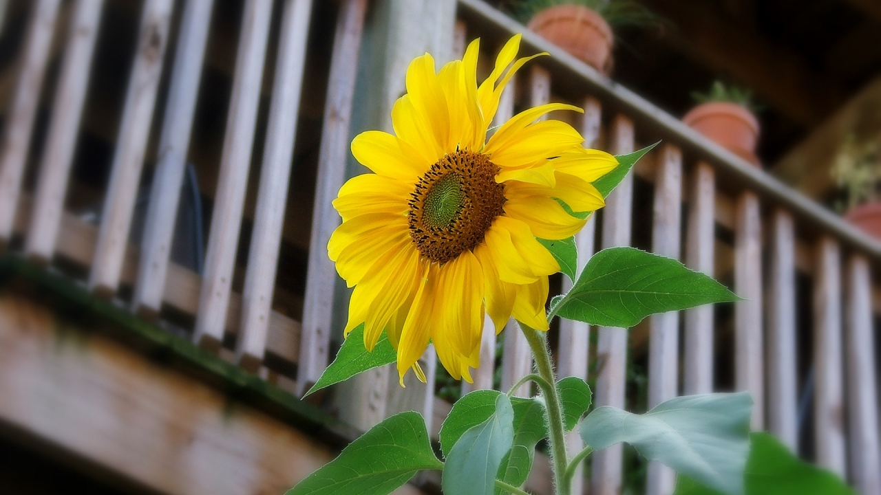 Sunflower for 1280 x 720 HDTV 720p resolution