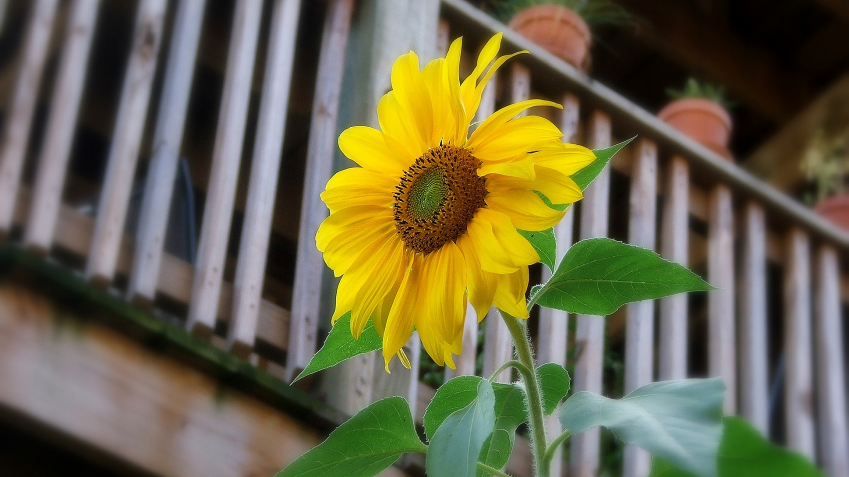 Sunflower for 1680 x 945 HDTV resolution