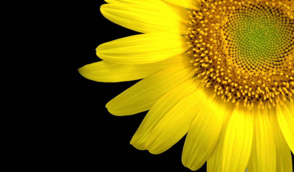 Sunflower Close-Up for 1024 x 600 widescreen resolution