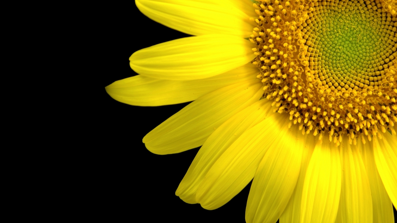 Sunflower Close-Up for 1280 x 720 HDTV 720p resolution