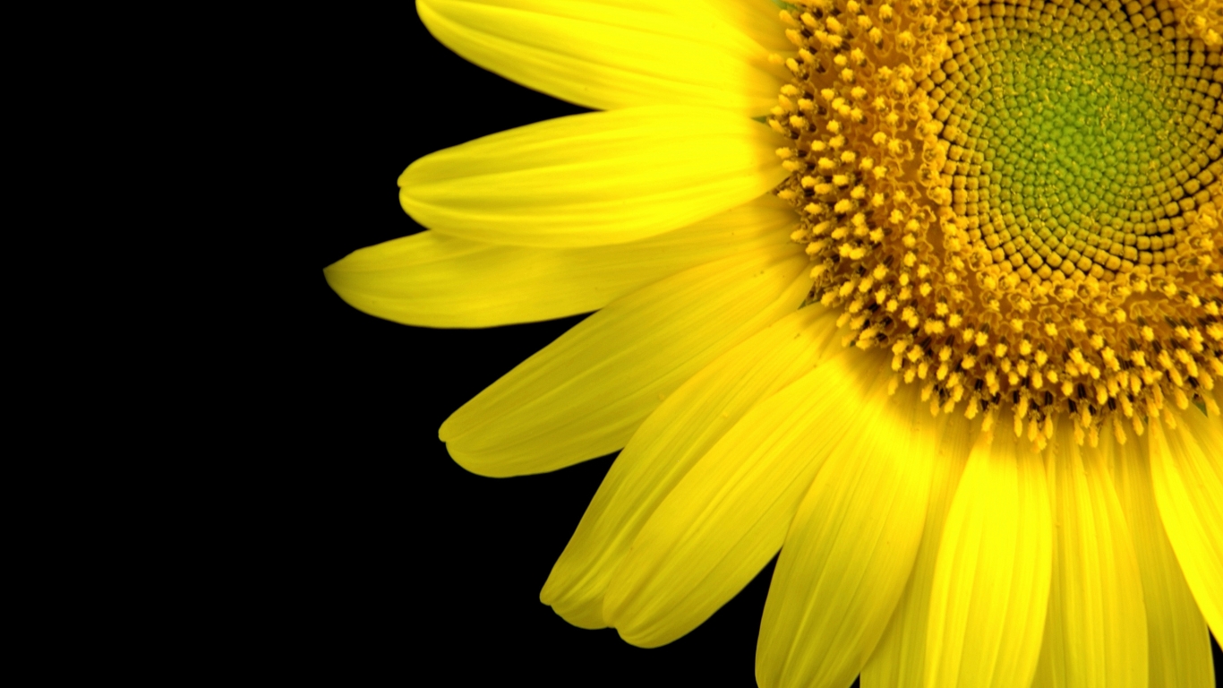 Sunflower Close-Up for 1366 x 768 HDTV resolution