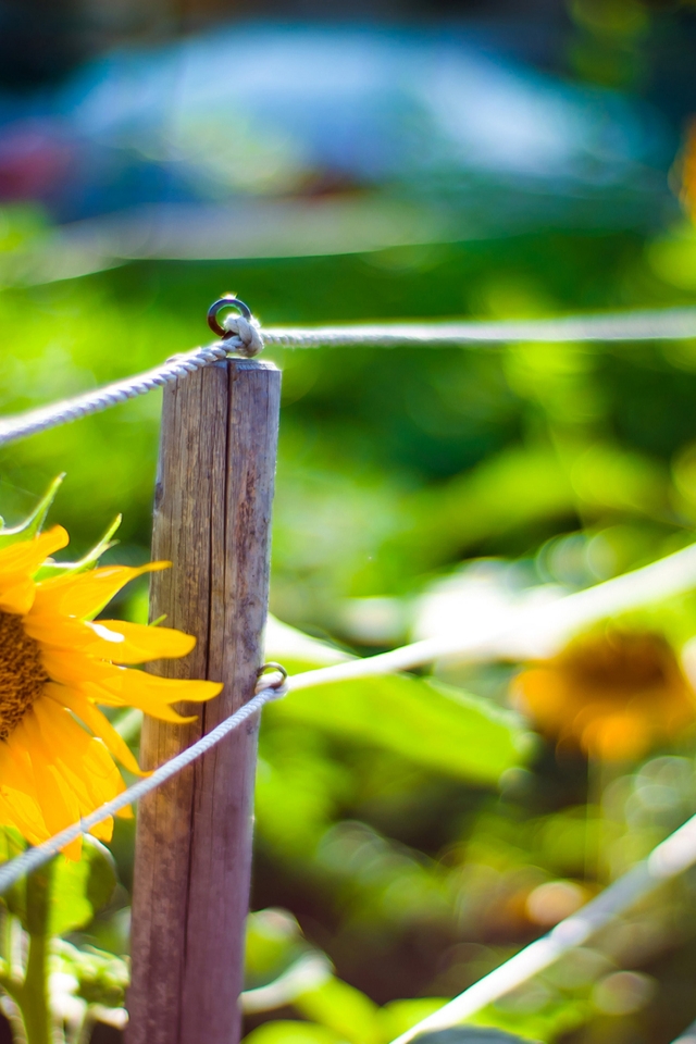 Sunflower Garden for 640 x 960 iPhone 4 resolution