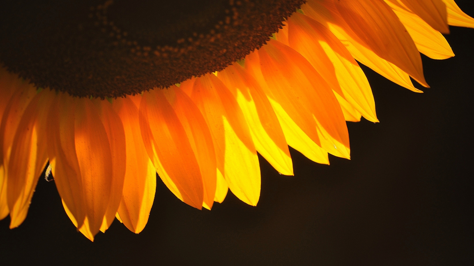 Sunflower Petals for 1600 x 900 HDTV resolution
