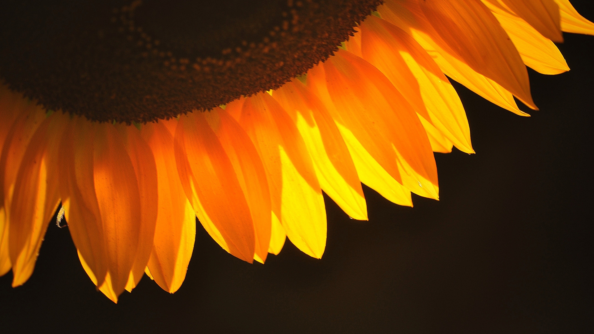 Sunflower Petals for 1920 x 1080 HDTV 1080p resolution