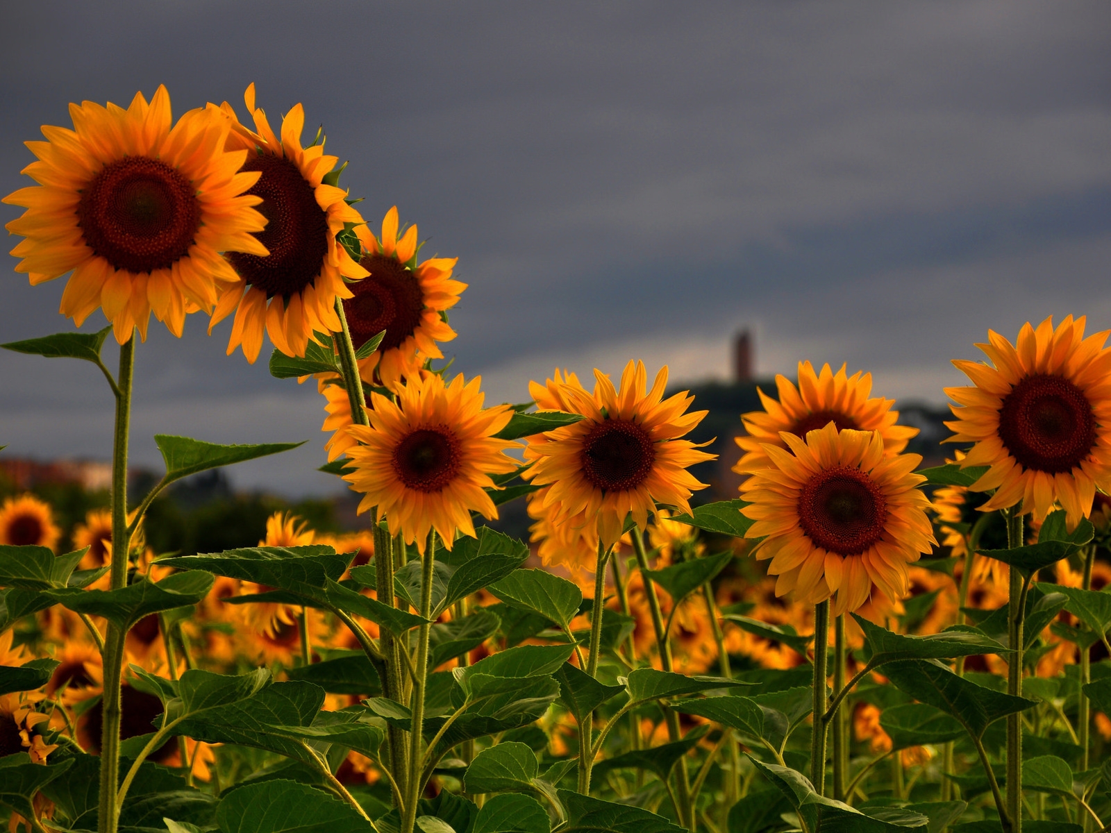 Sunflowers Field for 1600 x 1200 resolution