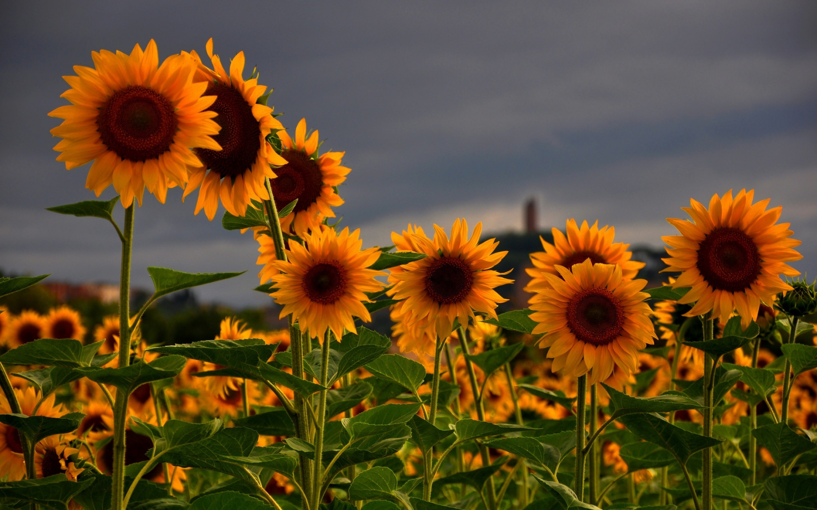 Sunflowers Field for 1680 x 1050 widescreen resolution