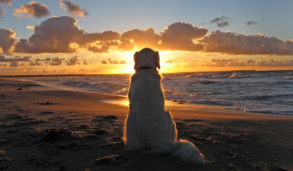 Sunset with Dog for 1024 x 600 widescreen resolution