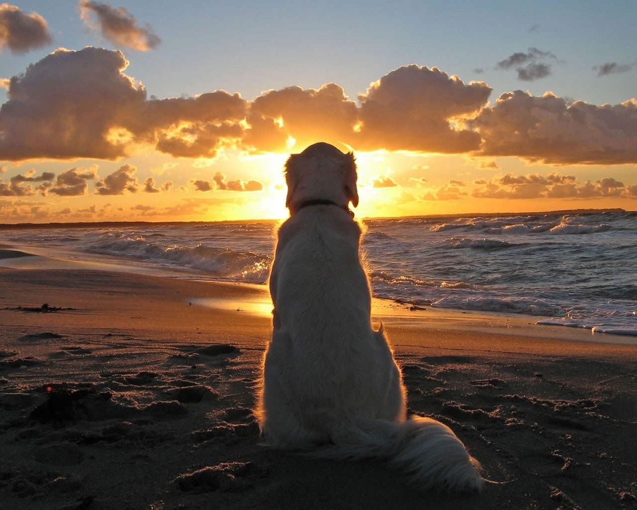 Sunset with Dog for 1280 x 1024 resolution