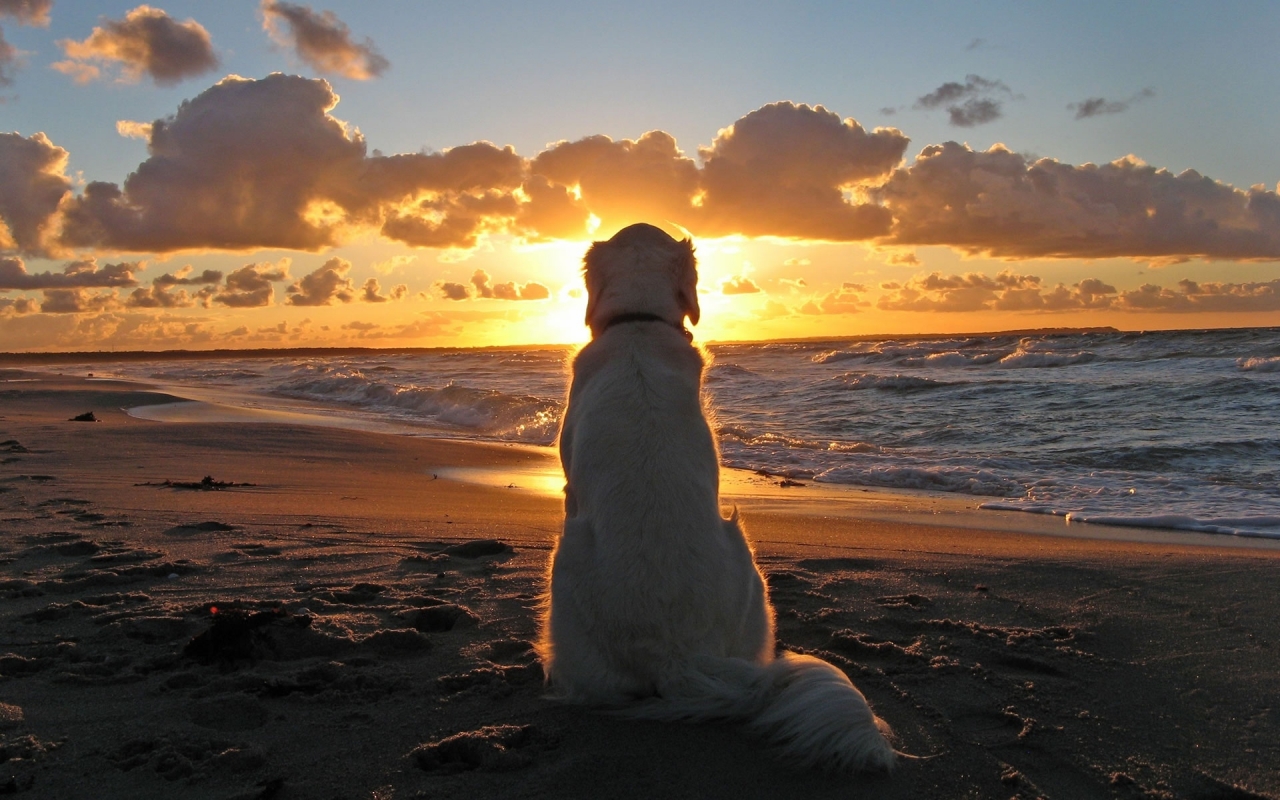 Sunset with Dog for 1280 x 800 widescreen resolution