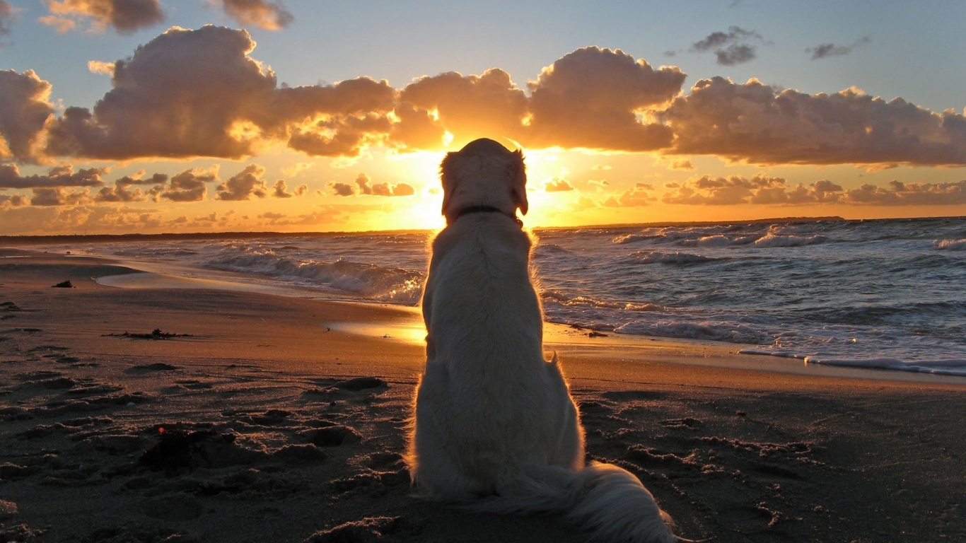Sunset with Dog for 1366 x 768 HDTV resolution
