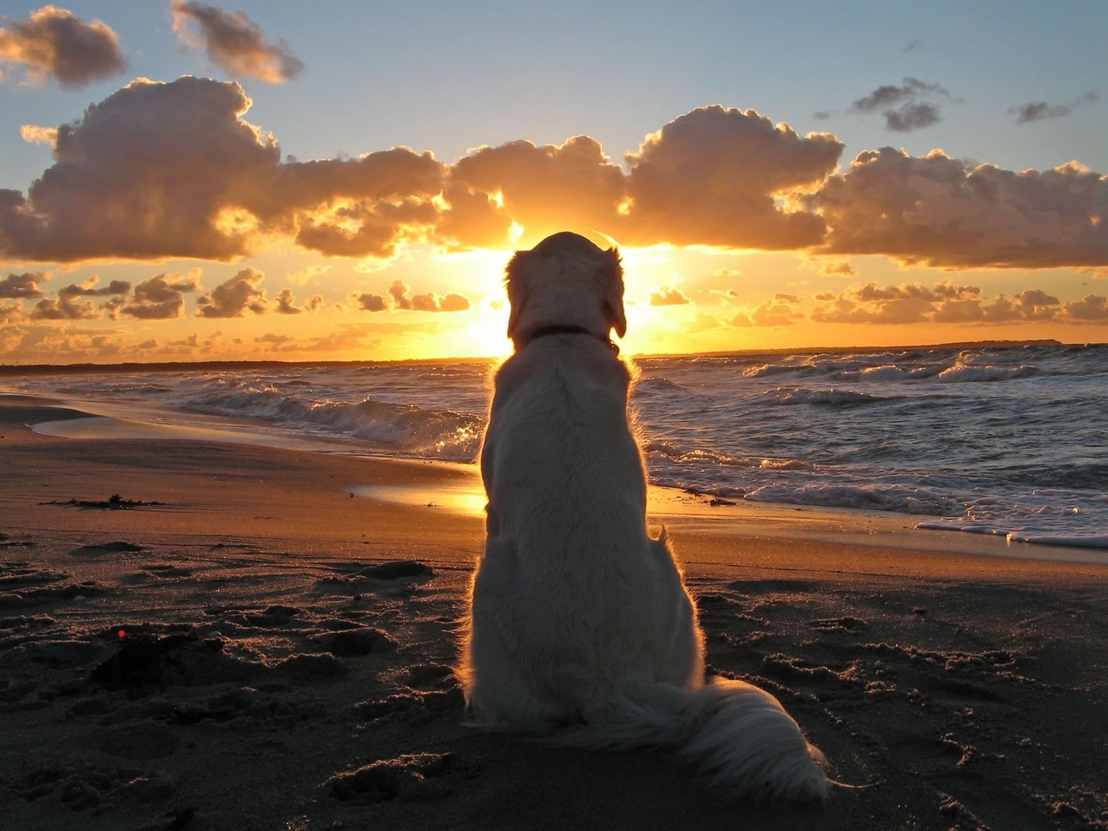 Sunset with Dog for 1600 x 1200 resolution