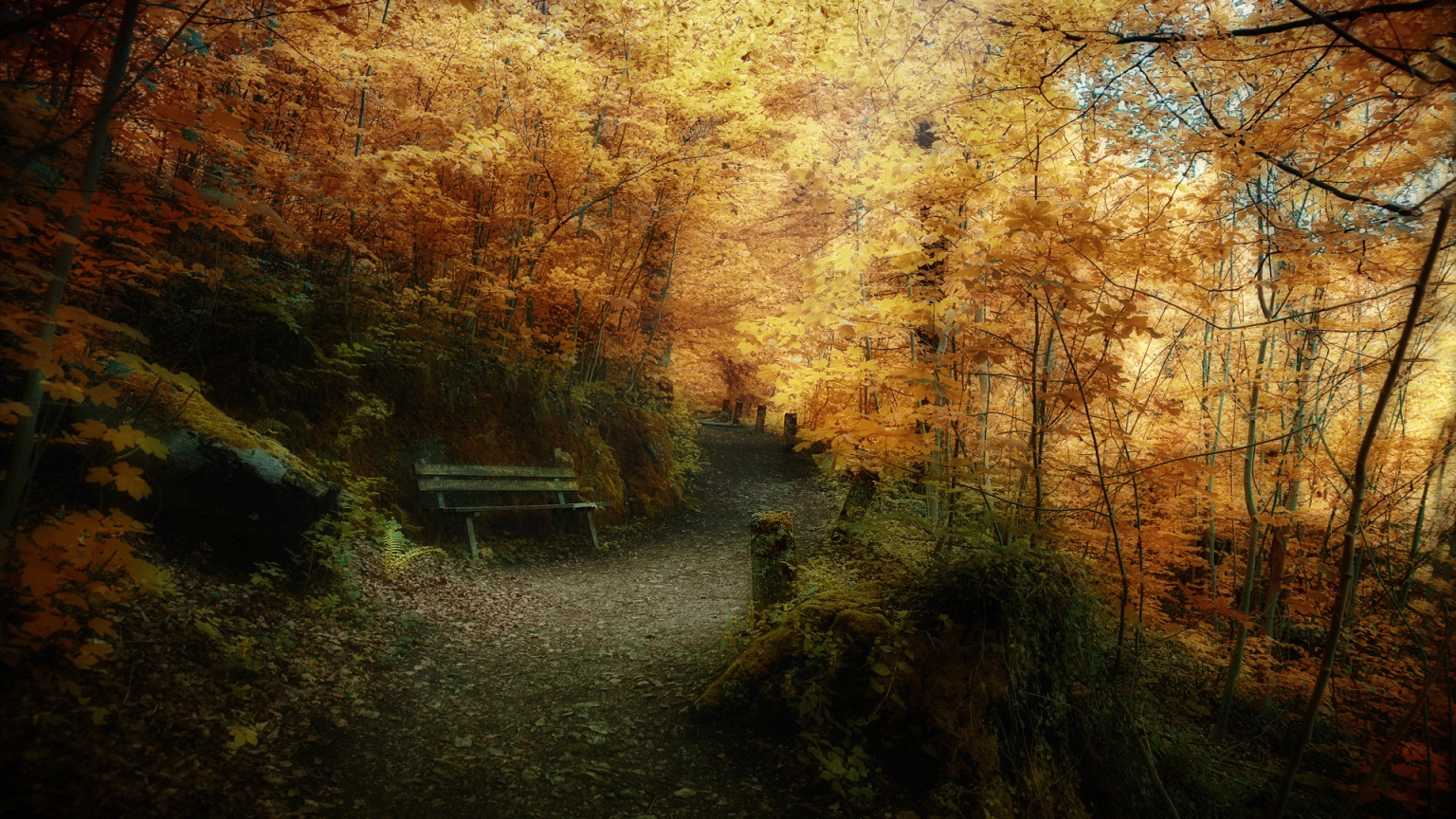Superb Autumn forest landscape for 1536 x 864 HDTV resolution