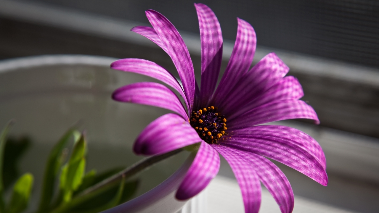 Superb Purple Flower for 1280 x 720 HDTV 720p resolution