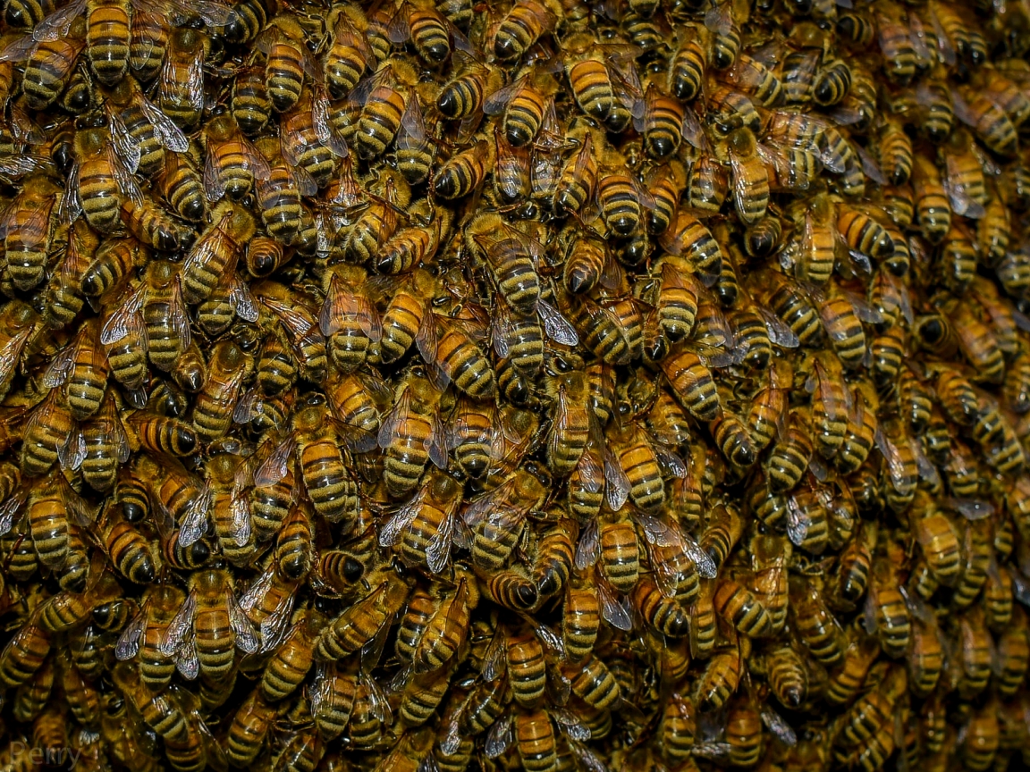 Swarm of Bees for 1152 x 864 resolution