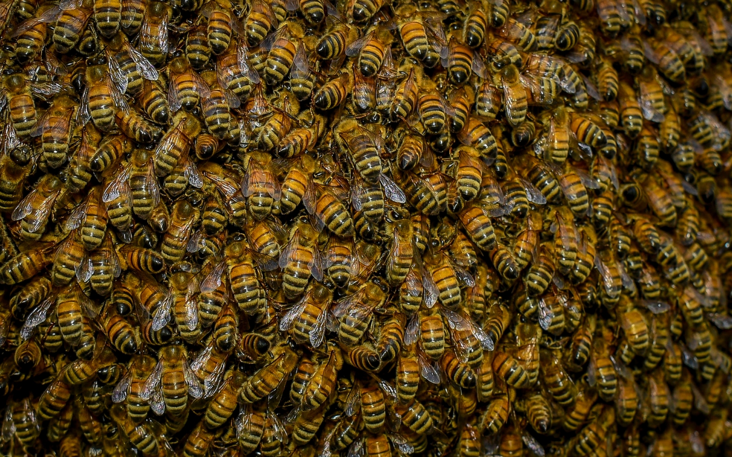 Swarm of Bees for 1440 x 900 widescreen resolution