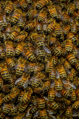 Swarm of Bees for 320 x 480 iPhone resolution