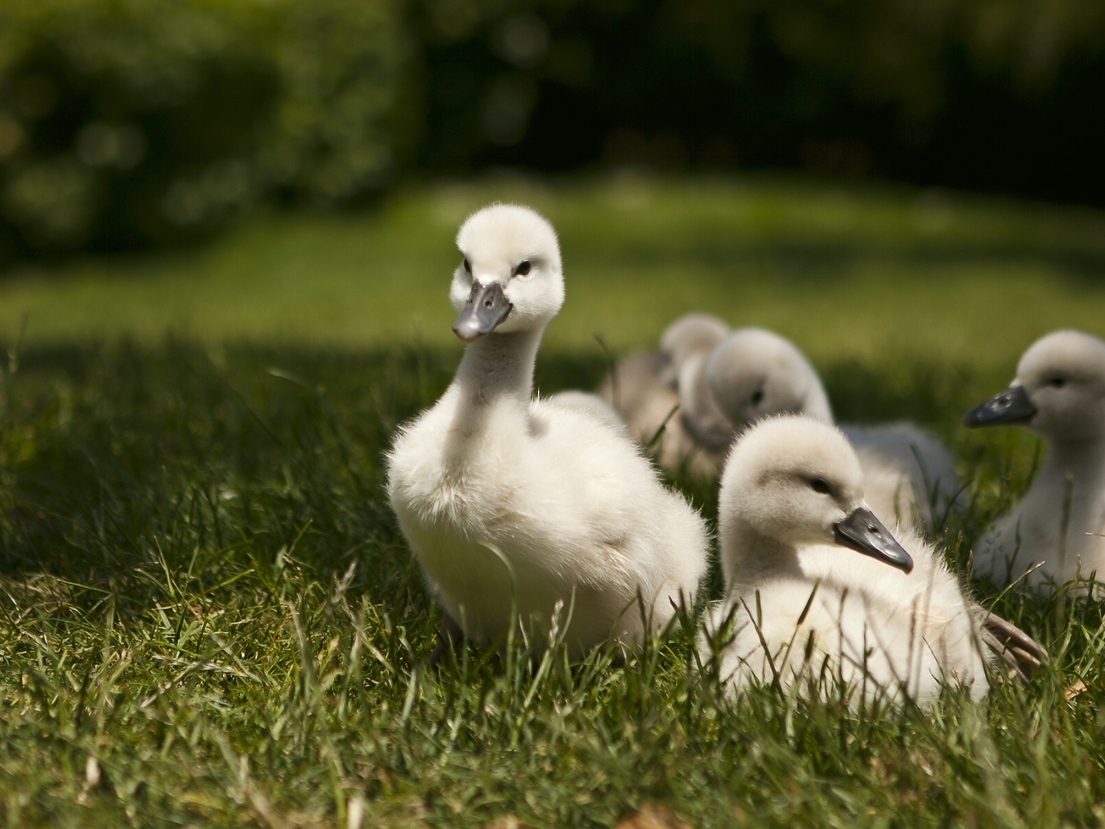 Sweet Baby Swans for 1600 x 1200 resolution
