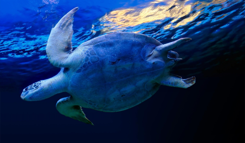 Swimming Sea Turtle for 1024 x 600 widescreen resolution