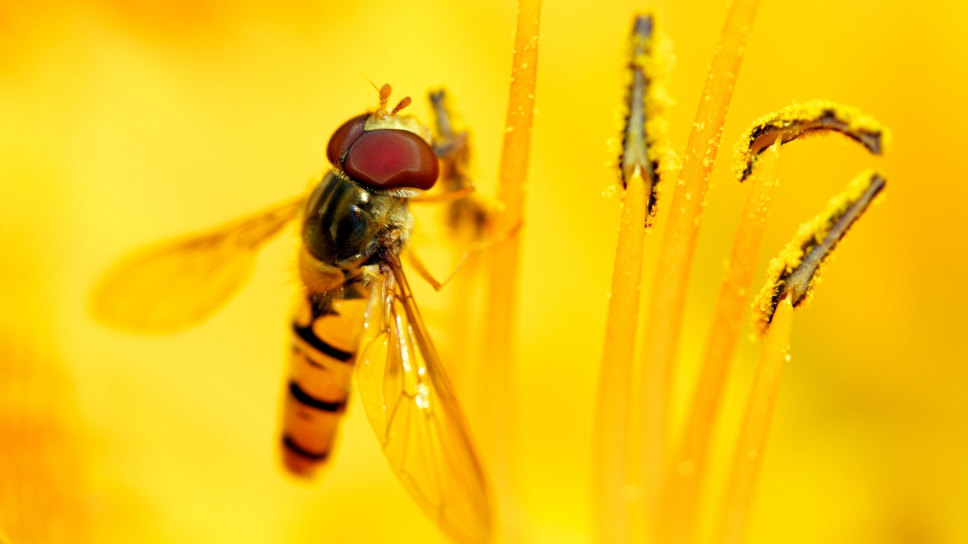 Syrphid\'s Feast for 1366 x 768 HDTV resolution