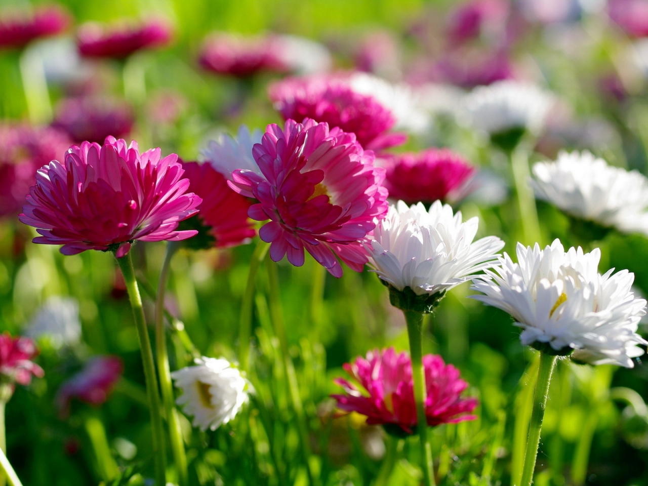 The Chrysanthemum for 1280 x 960 resolution
