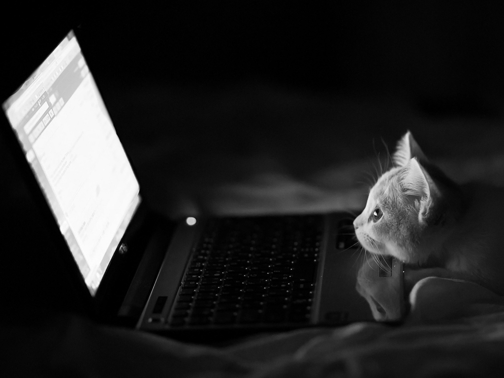 The hacking Cat for 1024 x 768 resolution