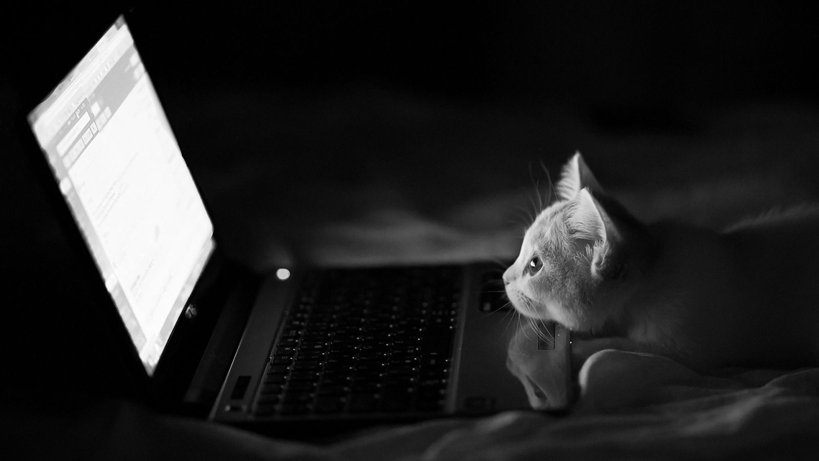 The hacking Cat for 1600 x 900 HDTV resolution