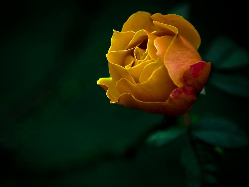 The last Rose for 1024 x 768 resolution