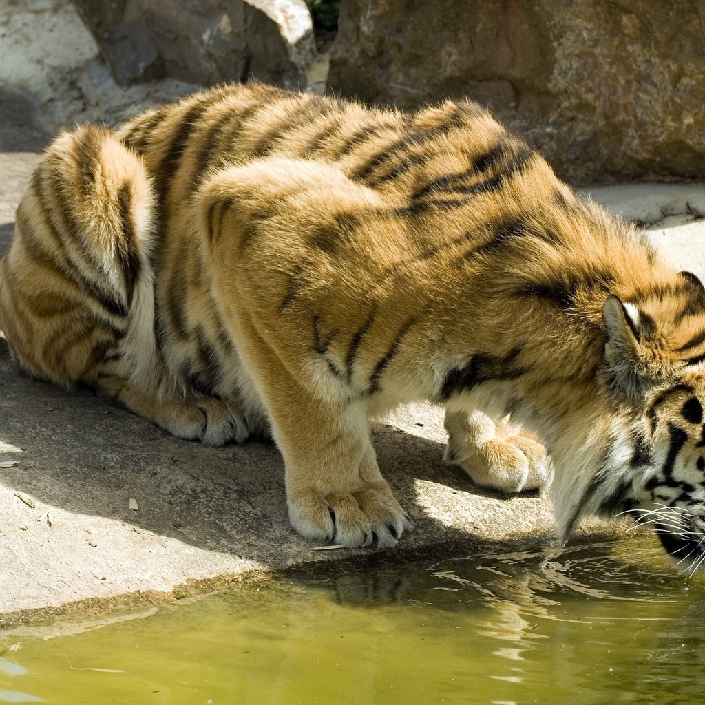 Thirsty Tiger for 1024 x 1024 iPad resolution