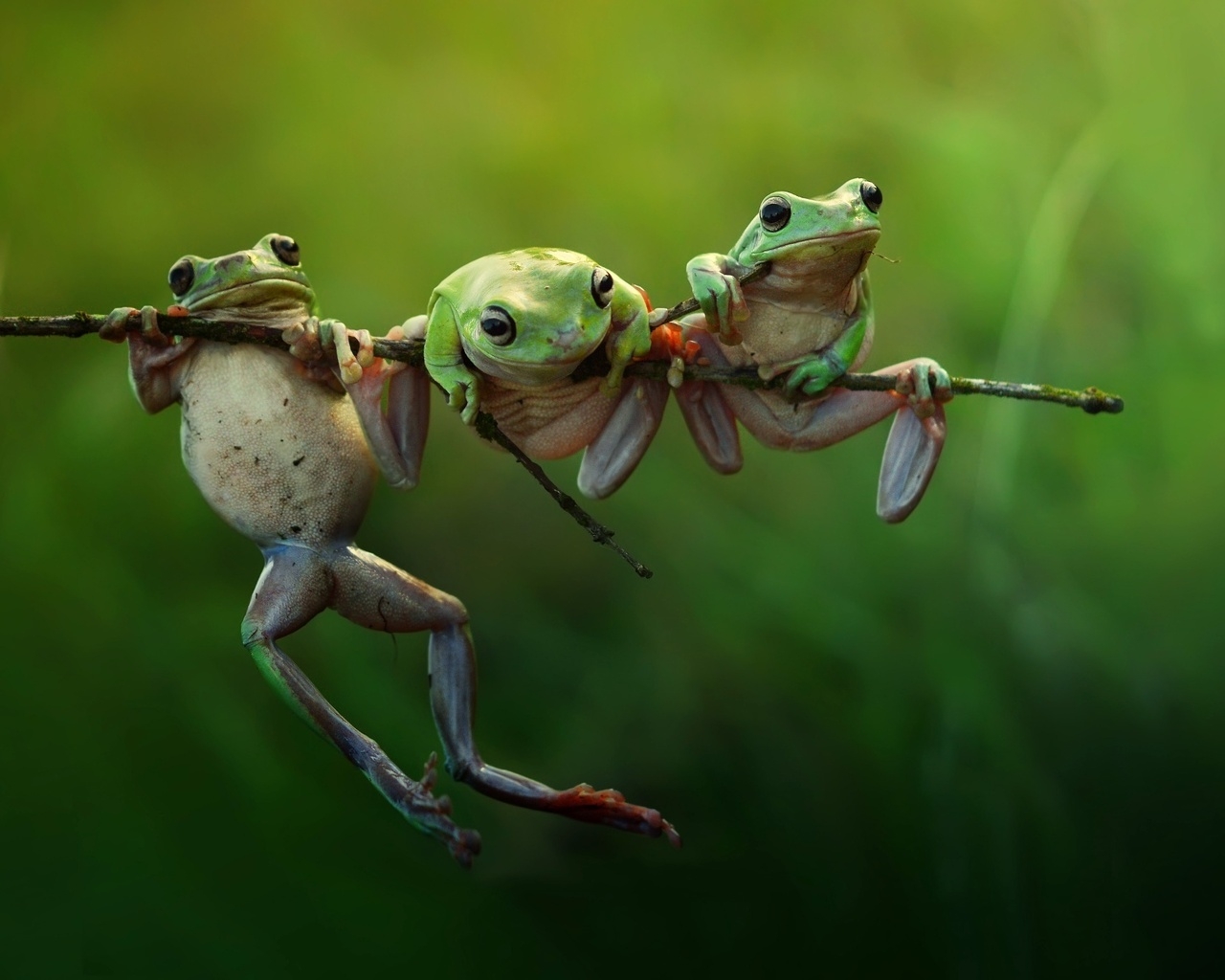 Three Frogs on a Branch for 1280 x 1024 resolution