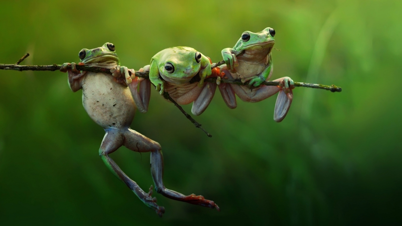 Three Frogs on a Branch for 1366 x 768 HDTV resolution