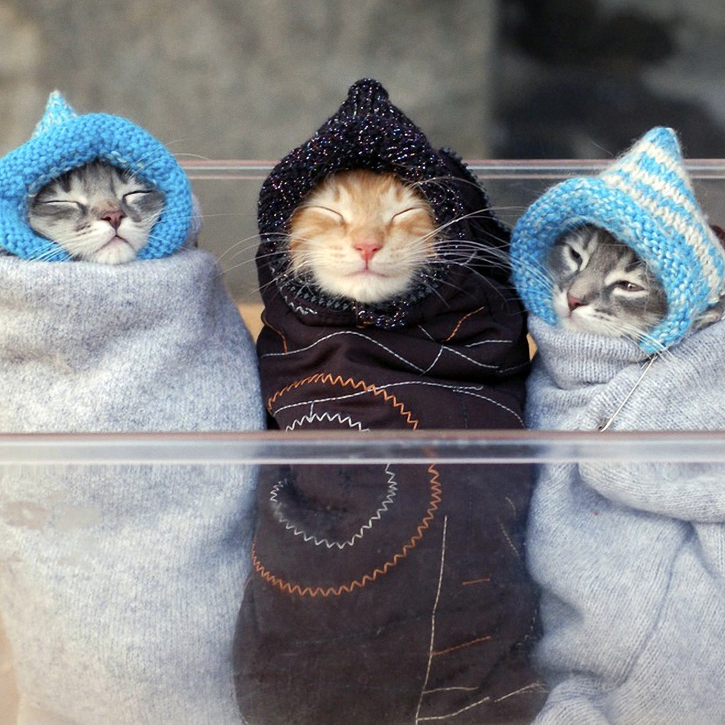 Three Kitten for 1024 x 1024 iPad resolution