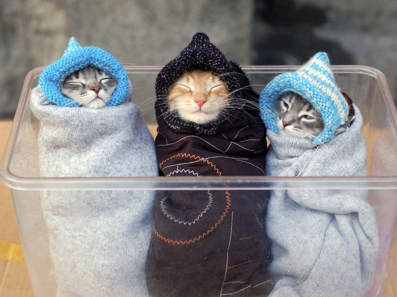 Three Kitten for 1280 x 960 resolution