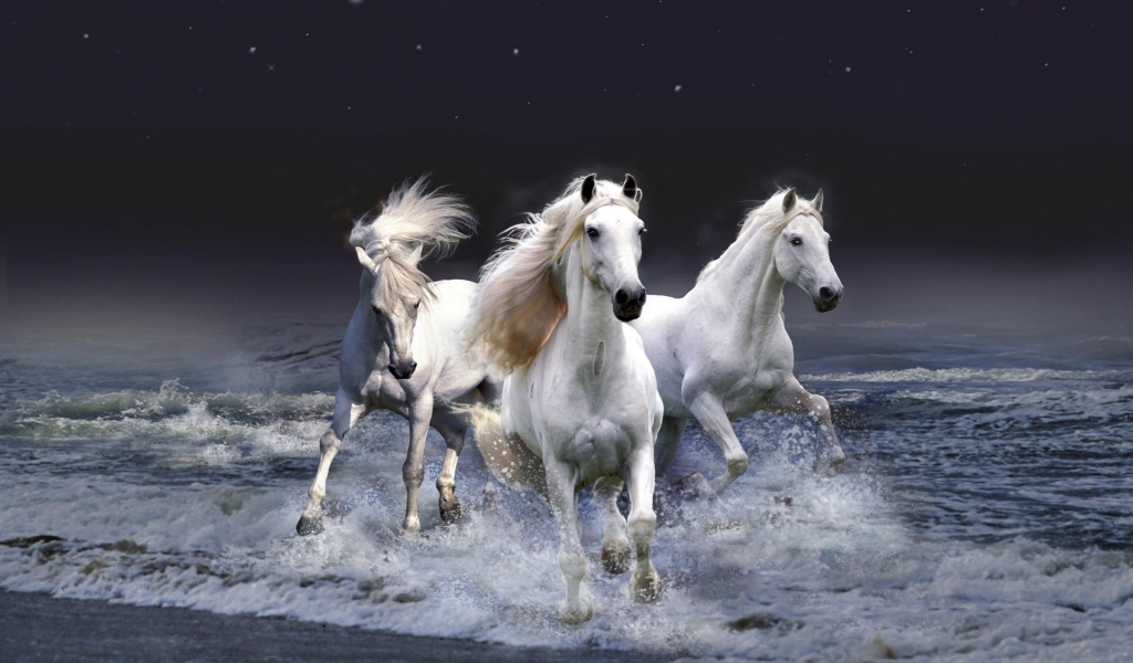 Three White Horses for 1024 x 600 widescreen resolution