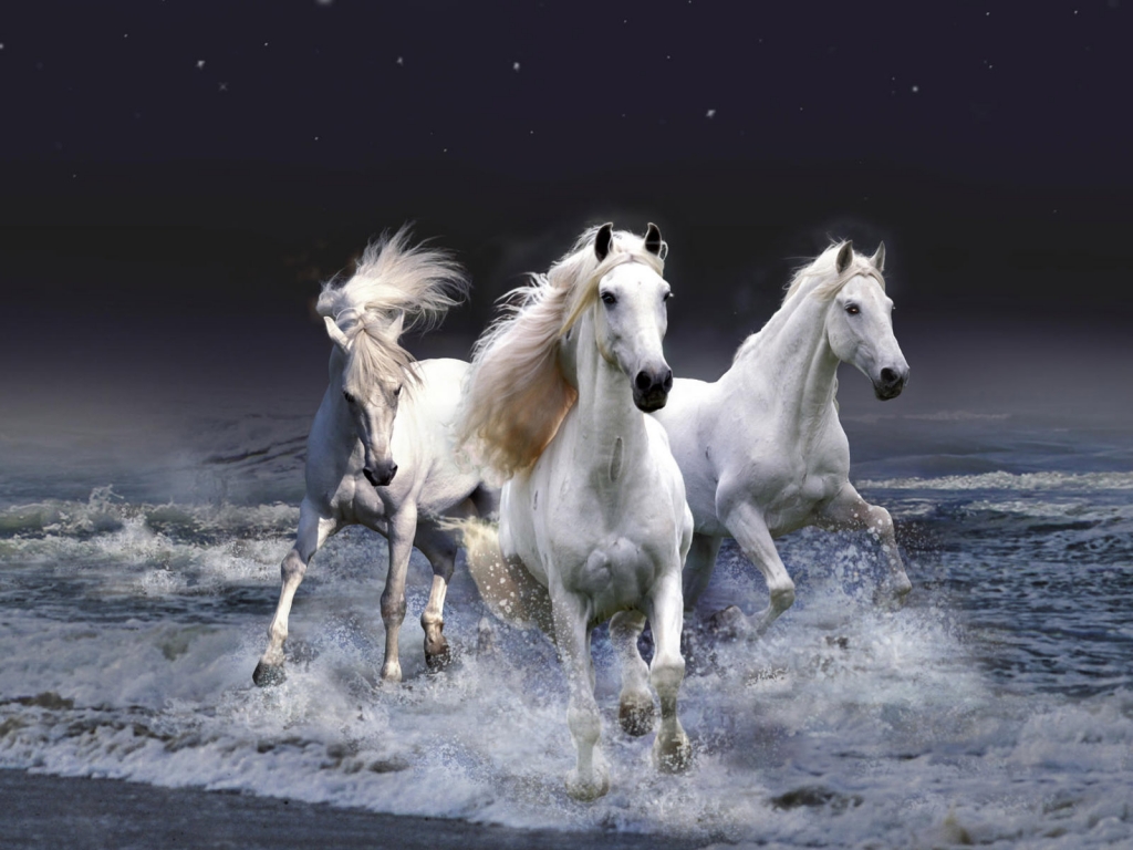 Three White Horses for 1024 x 768 resolution